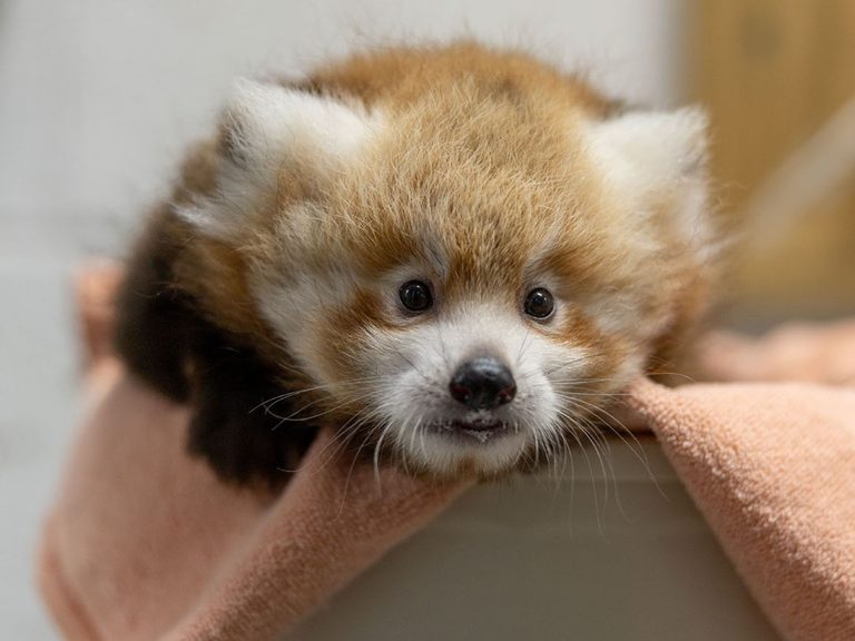 National Zoo Names New Red Panda Cub Dolly After Public Vote