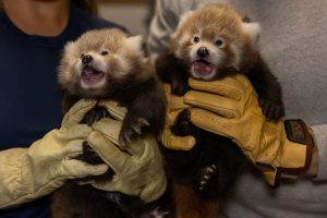 National Zoo Names Red Panda Twins Shanti And Cinder At Virginia Campus