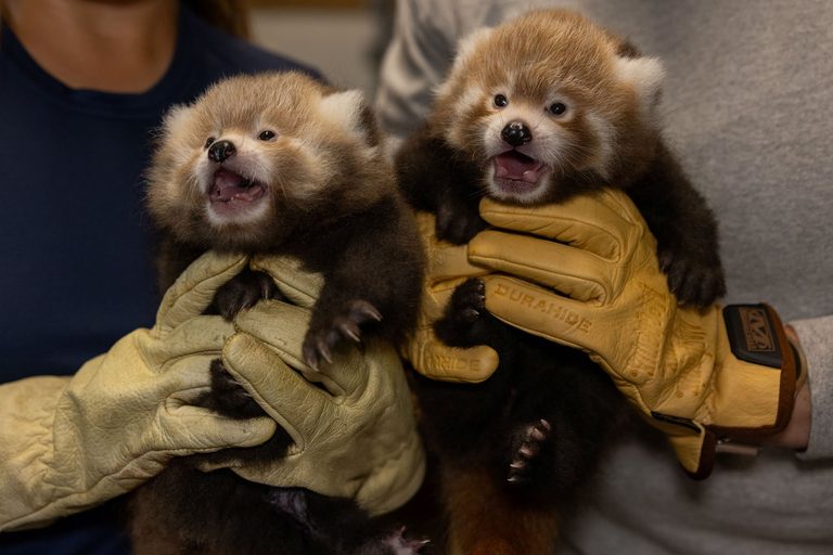 National Zoo Names Red Panda Twins Shanti And Cinder At Virginia Campus