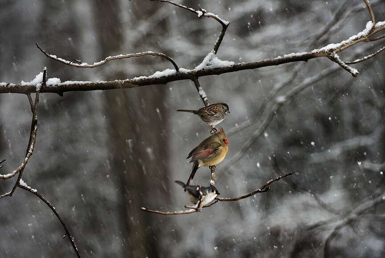 Native Plants To Feed Backyard Birds Through The Texas Winter