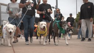 Nevada Spca S Neon Dog Walk Raises Over 80 000 For Homeless Pets At Silverado Ra