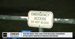Nevada Wildlife Officials Safely Capture Mother Bear And Two Cubs At Rancho San