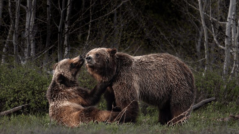 New Documentary 399 Forever Highlights Grizzly 399 S Legacy And Wyoming Wildlife