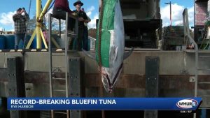 New Hampshire Fisherman Lands Record Breaking 1 116 Lb Bluefin Tuna