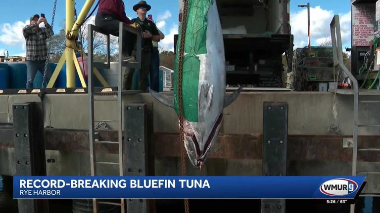 New Hampshire Fisherman Lands Record Breaking 1 116 Lb Bluefin Tuna