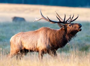 New Mexico Ag Rules 10 Hunting Tag Set Aside For Outfitters Unconstitutional
