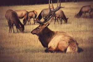New Mexico Ag Says Outfitter Elk License Set Aside Unconstitutional Urges Reform