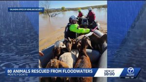 New Mexico National Guard Rescues 78 Goats And Other Animals From Socorro County