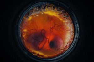 New Prime Editing Techniques Map Millions Of Mouse Embryo Cells