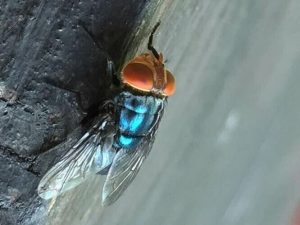 New World Screwworm Cases Found In Do A Ana And Hidalgo Counties