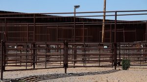 New World Screwworm Confirmed In Otero County Cattle And Texas Elk