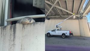 Newport Public Works Uses Bucket Truck To Free Groundhog Trapped Under Bridge