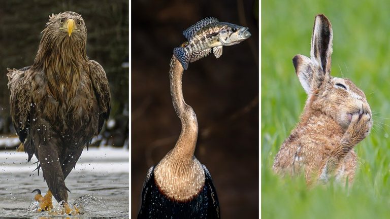 Nikon Comedy Wildlife Photography Awards Showcase Humorous Nature Shots