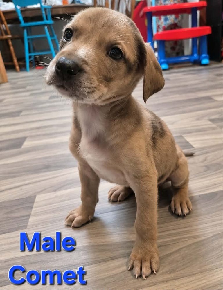 Noah S Ark Hosts They Choose You Dog Adoption Event In Rockford