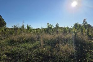 North Carolina Farmers Face Mixed 2026 Harvest As Corn Suffers Drought