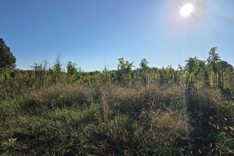 North Carolina Farmers Face Mixed 2026 Harvest As Corn Suffers Drought
