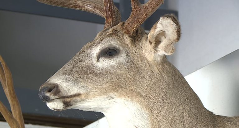 North Dakota Game And Fish Urges Hunters To Submit Deer Samples For Cwd Testing
