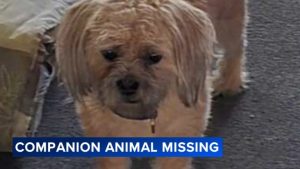 North Philadelphia Family Seeks Help Locating Missing Companion Shih Tzu