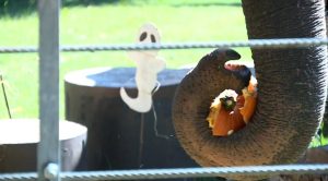 Okc Zoo S Chomp And Stomp Fall Festival Welcomes Families For Free
