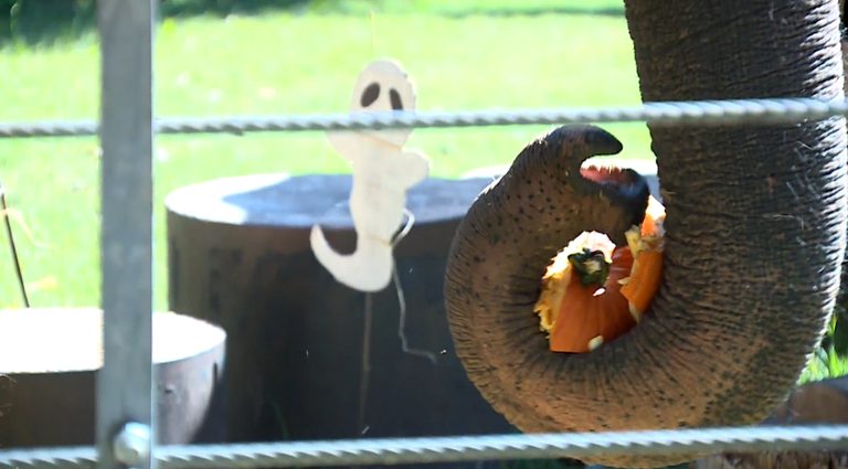 Okc Zoo S Chomp And Stomp Fall Festival Welcomes Families For Free