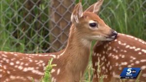 Oklahoma Adds Out Of State License Rule For Deer Season Boosting Local Economy