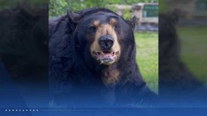 Oklahoma City Zoo Humanely Euthanizes Beloved 21 Year Old Black Bear Maynard