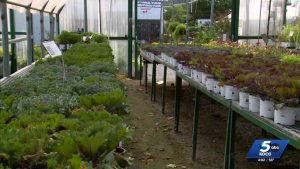 Oklahoma Gardeners Urged To Protect Plants As Temperatures Plunge Toward Freezin