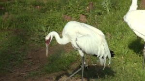 Oklahoma Serves As Vital Flyway During Peak Bird Migration Season