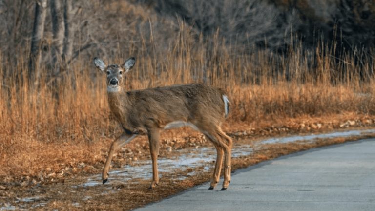 Oklahoma Wildlife Agency Urges Drivers To Stay Alert For Deer During Autumn Rut