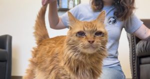 Oscar The Stray Cat Needs A Patient Loving Home In Redmond