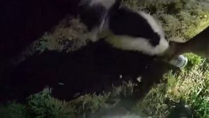 Parker Police Free Skunk Trapped In Fast Food Cup Urge Residents To Curb Litter