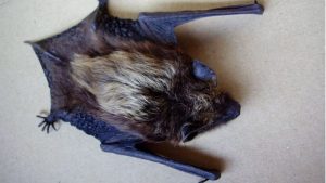 Pasadena Health Dept Issues Warning After Third Rabid Bat Found On East Green St