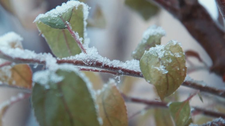 Patchy Frost Expected This Weekend Over Eastern Ozarks Protect Your Garden
