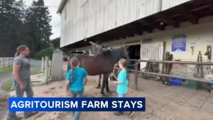 Pennsylvania Farms Turn To Agritourism And Airbnb Stays For Extra Income