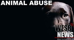 Pennsylvania Senate Passes Aimee S Law To Create Statewide Animal Abuse Registry