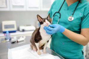 Petfolk Veterinary Clinic Expands To Webster Construction Set For December Compl
