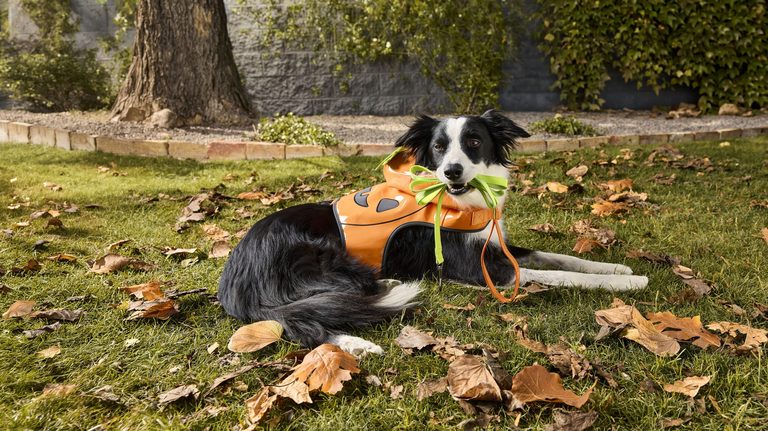Petsmart Launches Budget Halloween Costumes For Pets Starting At 9 99