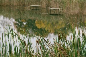 Cattail Pond at Bringle Lake Village — Texarkana