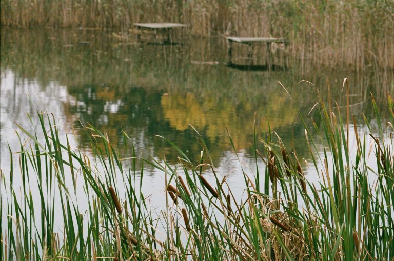 Cattail Pond at Bringle Lake Village — Texarkana