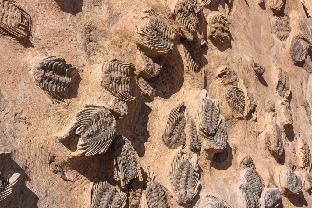 NMSU Geology Museum — Las Cruces