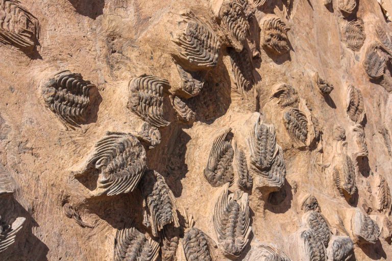 NMSU Geology Museum — Las Cruces
