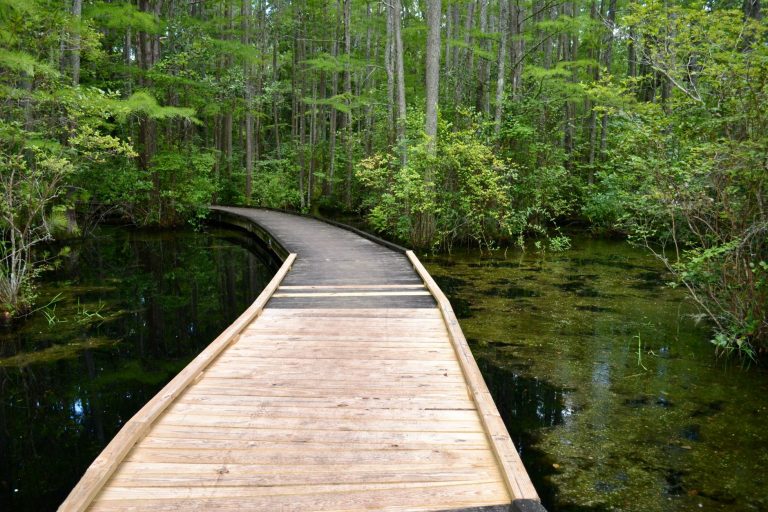 Longleaf Swamp Trail at William B. Umstead State Park — Raleigh
