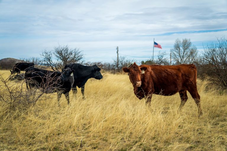 Santa Fe Cattle Co. – Sherman — Sherman
