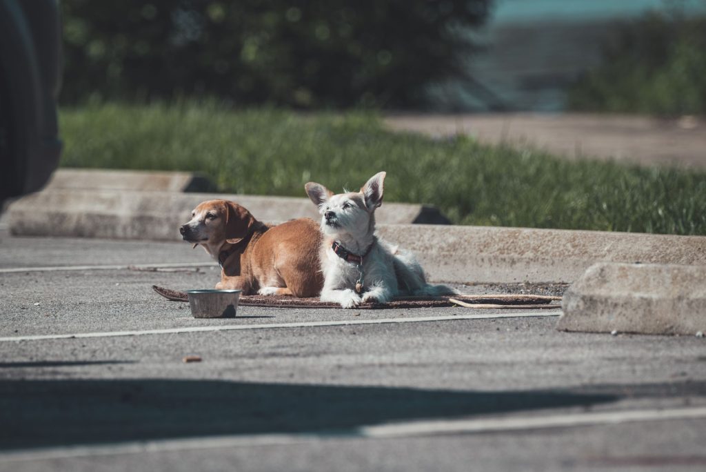 Masterson Station Park Dog Park — Lexington