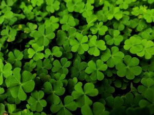 Cloverleaf Bar & Grill – Warren — Warren