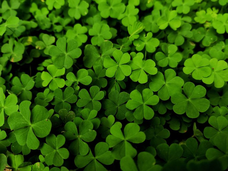 Cloverleaf Bar & Grill – Warren — Warren