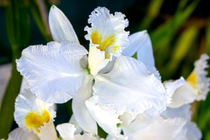 Seaside Orchids — Ventura