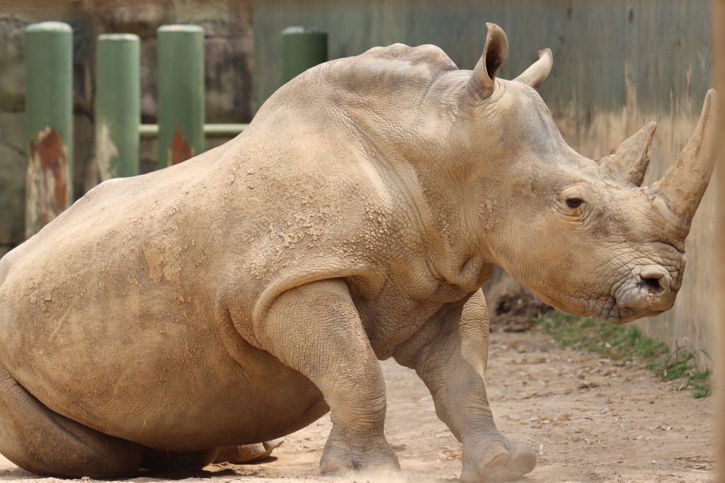 Birmingham Zoo — Hoover