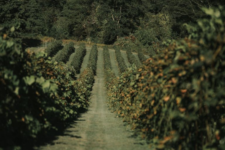 Longwood Gardens Vineyards & Winery — Brookhaven