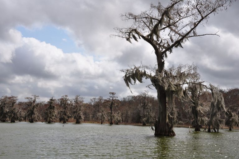 Black Bayou Lake National Wildlife Refuge — Shreveport